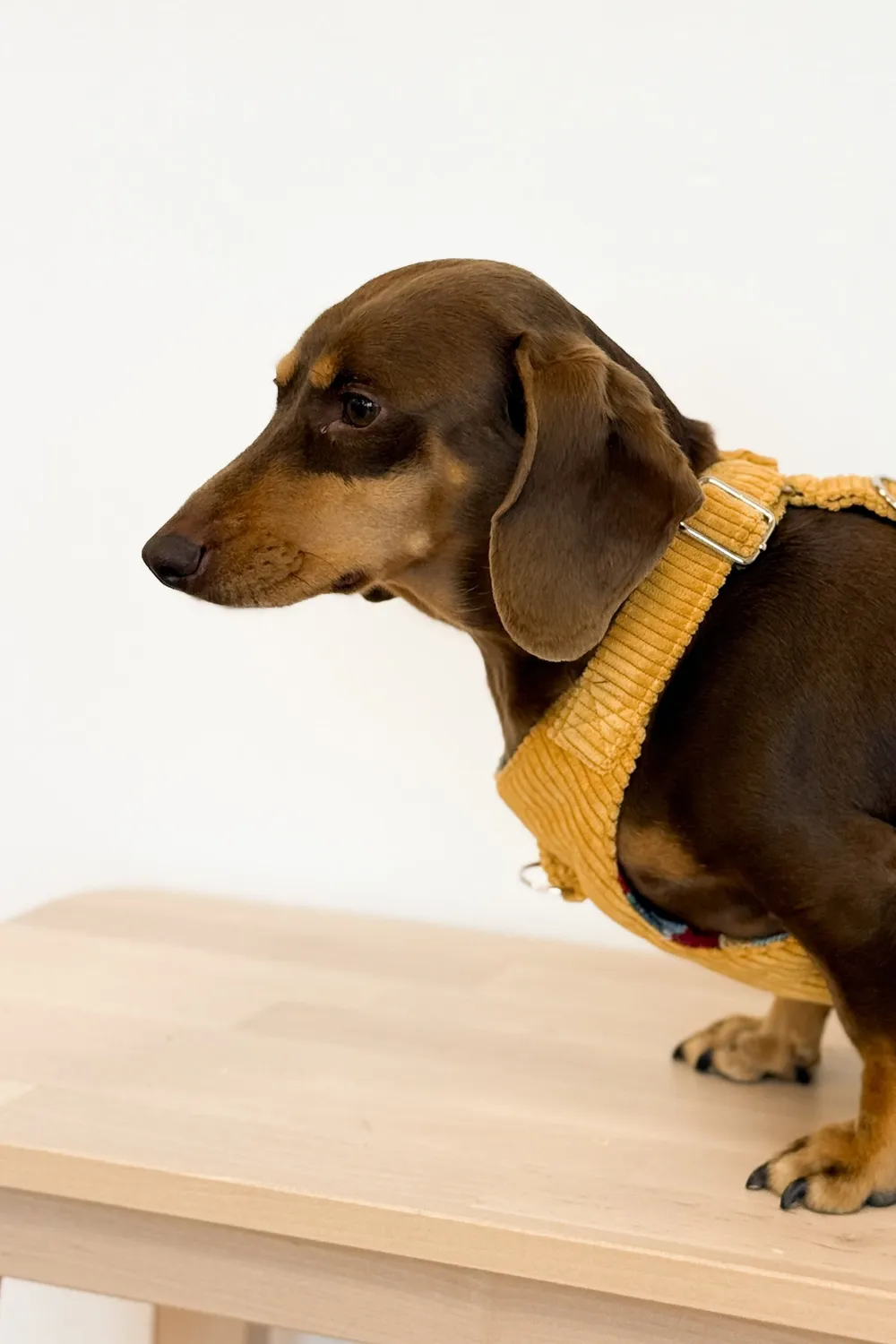 De La Mur Taz hundesele med bånd sennepsgul