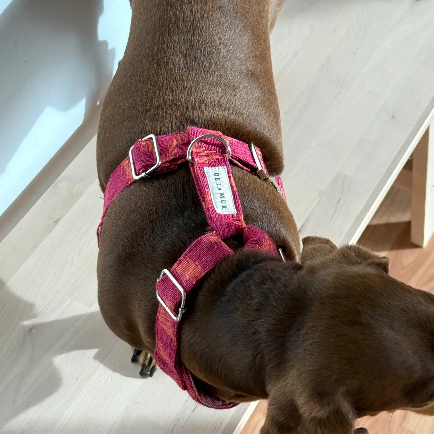 De La Mur Fuego hundesele med bånd rosa M
