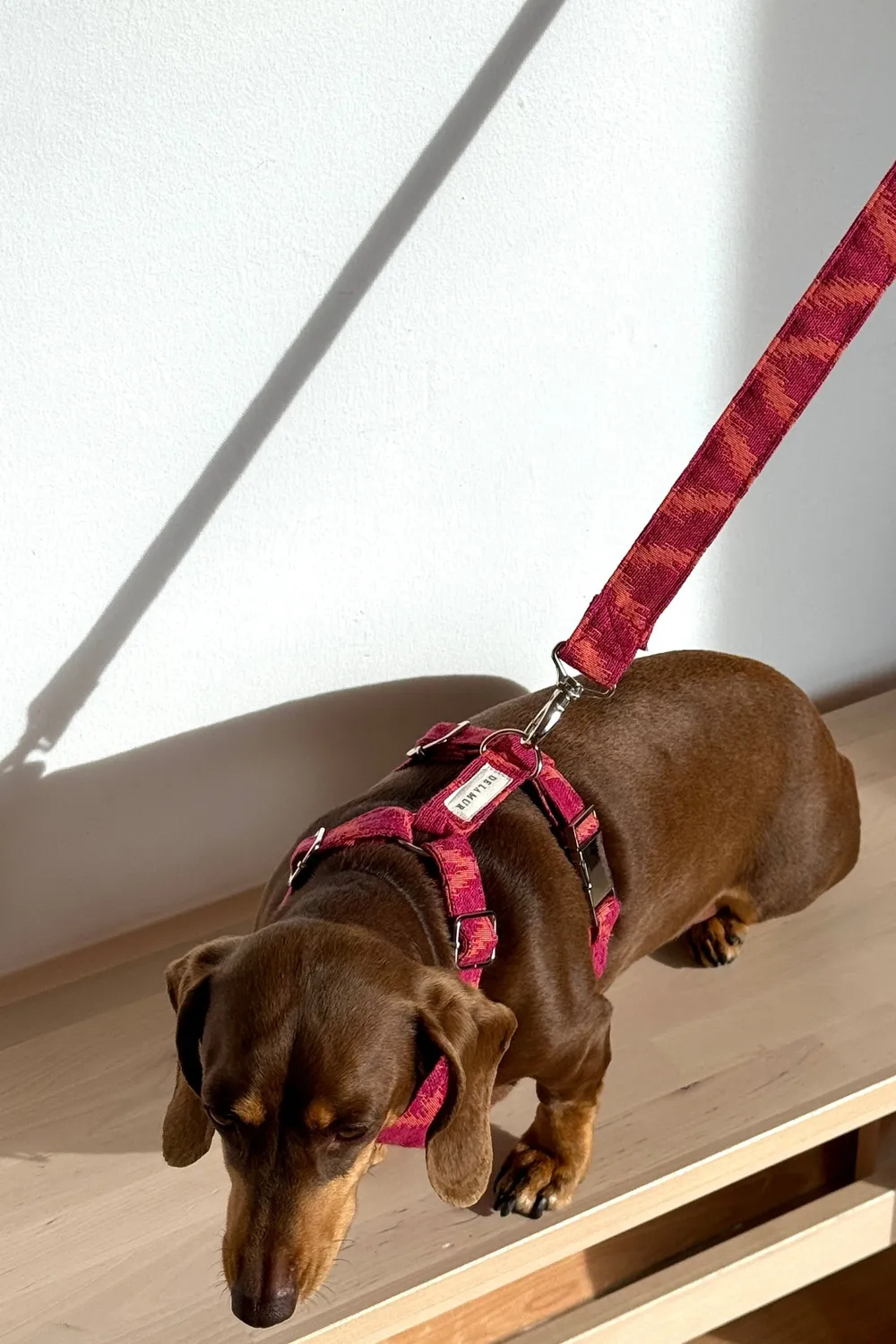 De La Mur Fuego hundesele med bånd rosa M