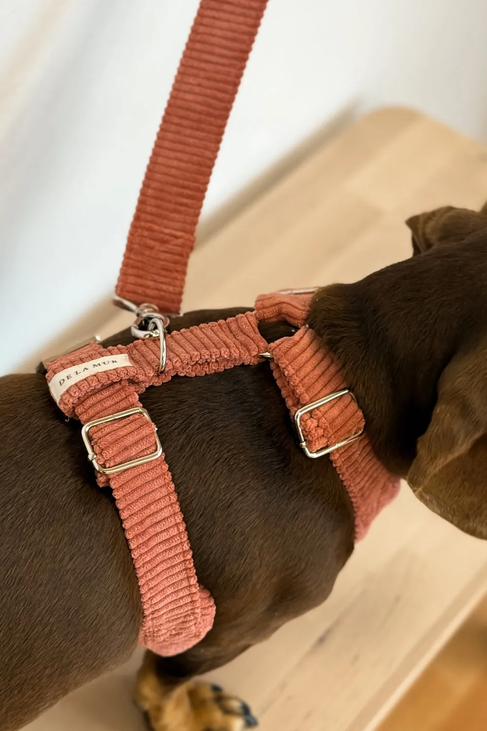 De La Mur Coral hundesele med kobbel