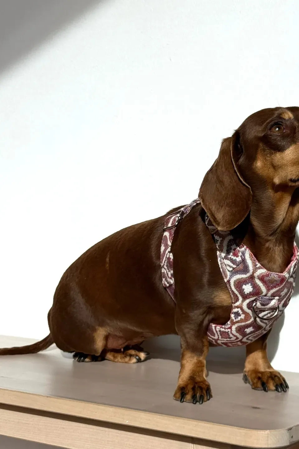 De La Mur Onda hundesele og bånd lilla mellomstor hund