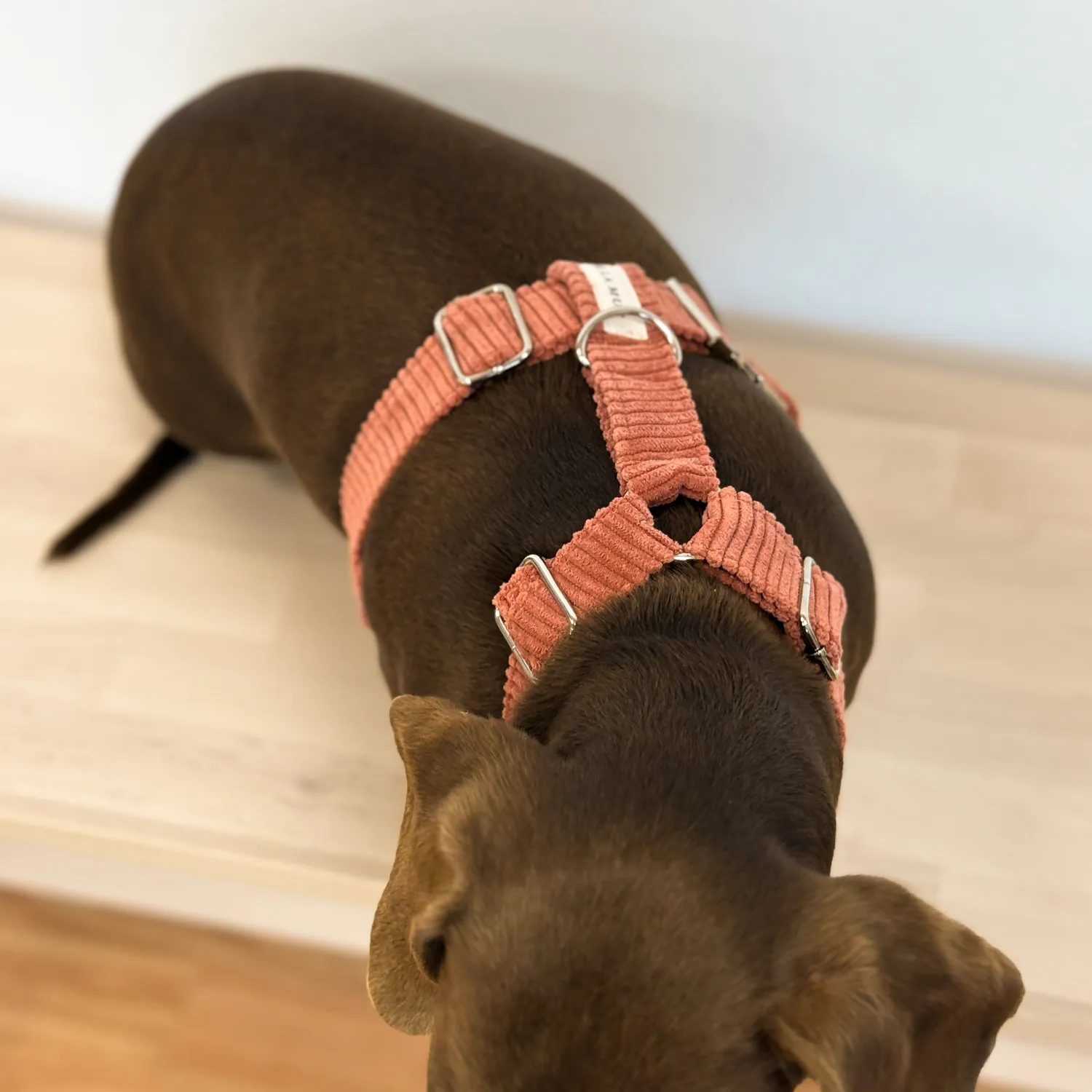 De La Mur Coral hundesele med kobbel