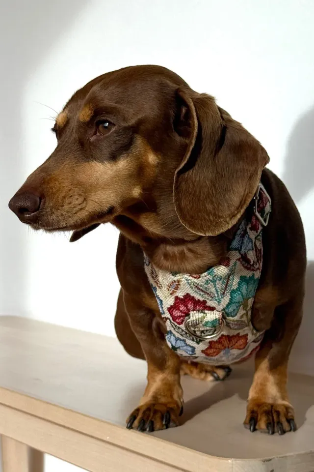 De La Mur Flora hundesele og bånd medium blomstret