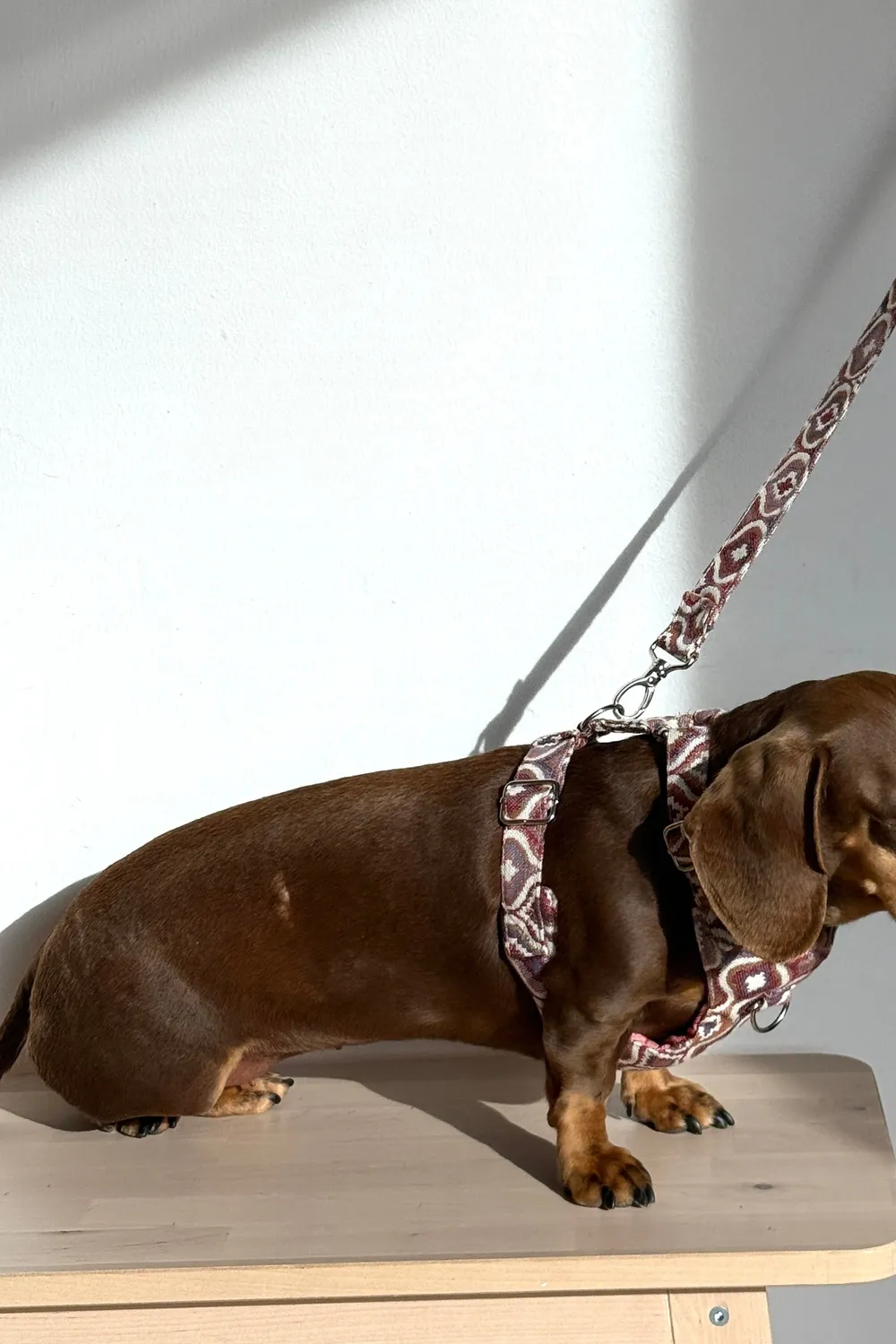 De La Mur Onda hundesele og bånd lilla mellomstor hund