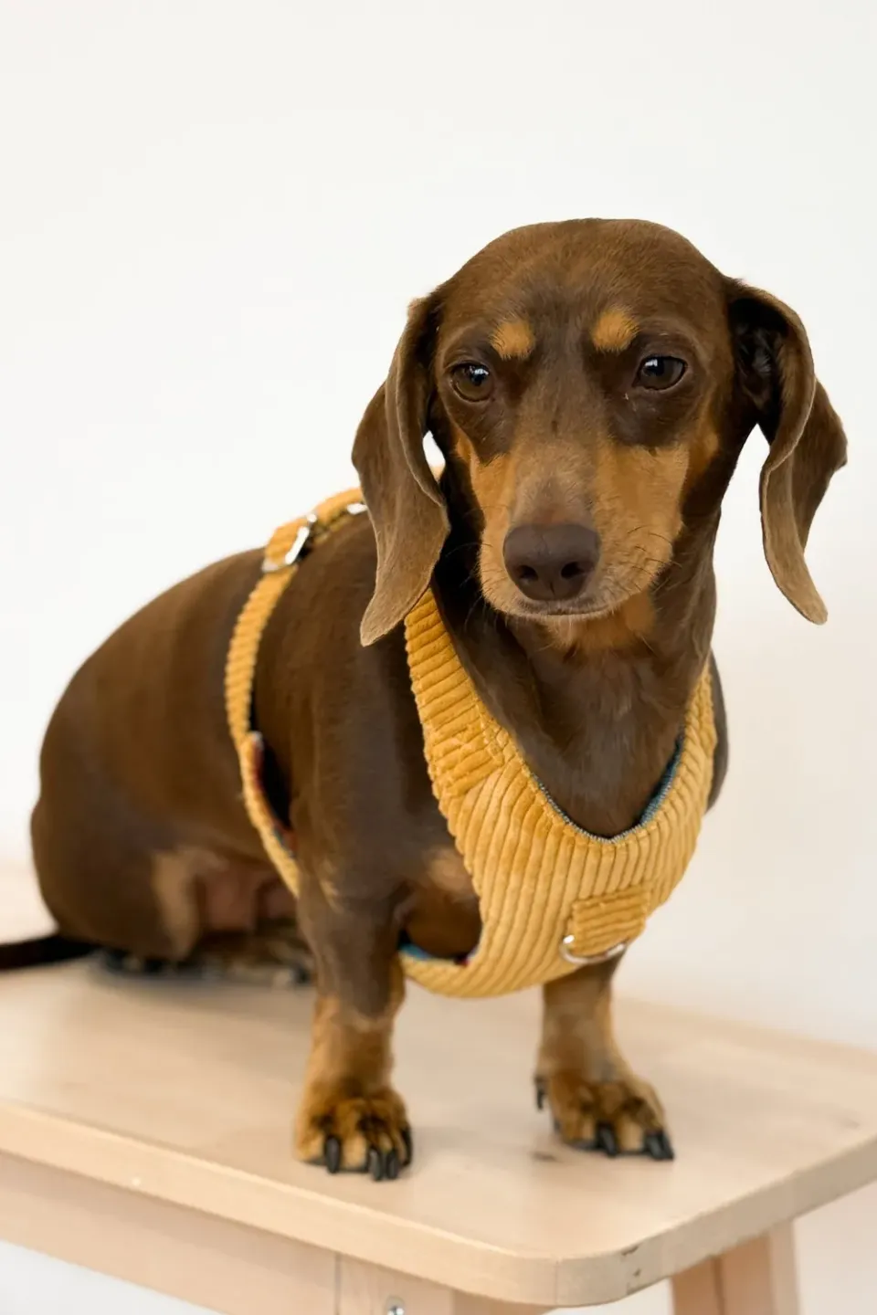 De La Mur Taz hundesele med bånd sennepsgul