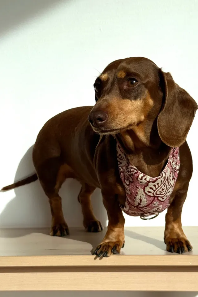 De La Mur Came hundesele med bånd rosa medium floral