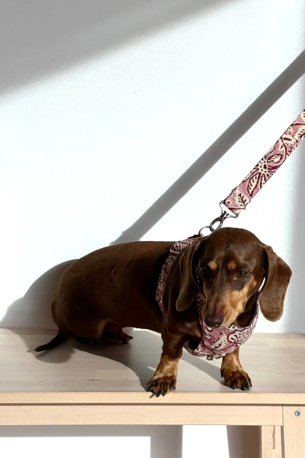 De La Mur Came hundesele med bånd rosa medium floral