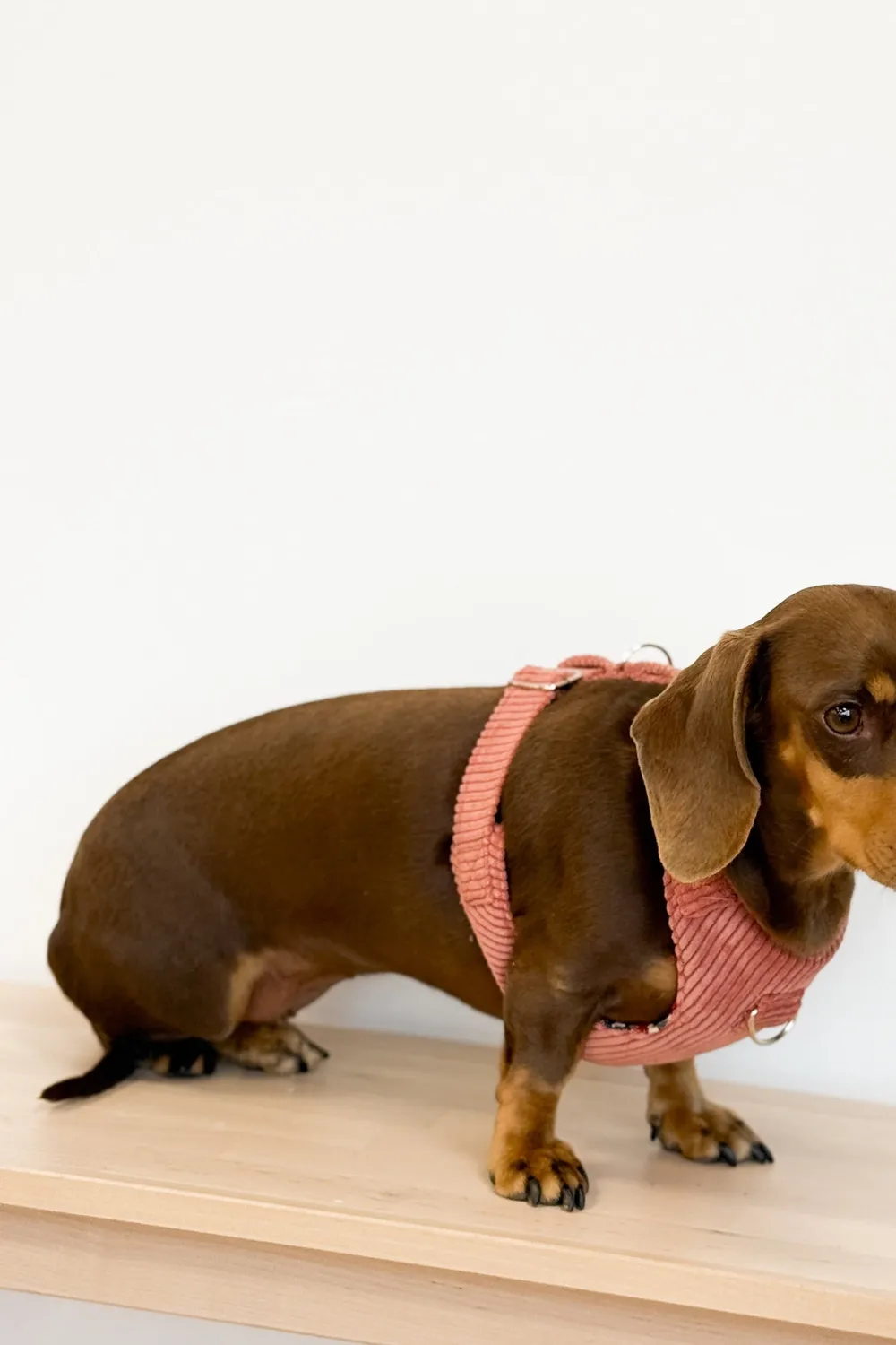 De La Mur Coral hundesele med kobbel
